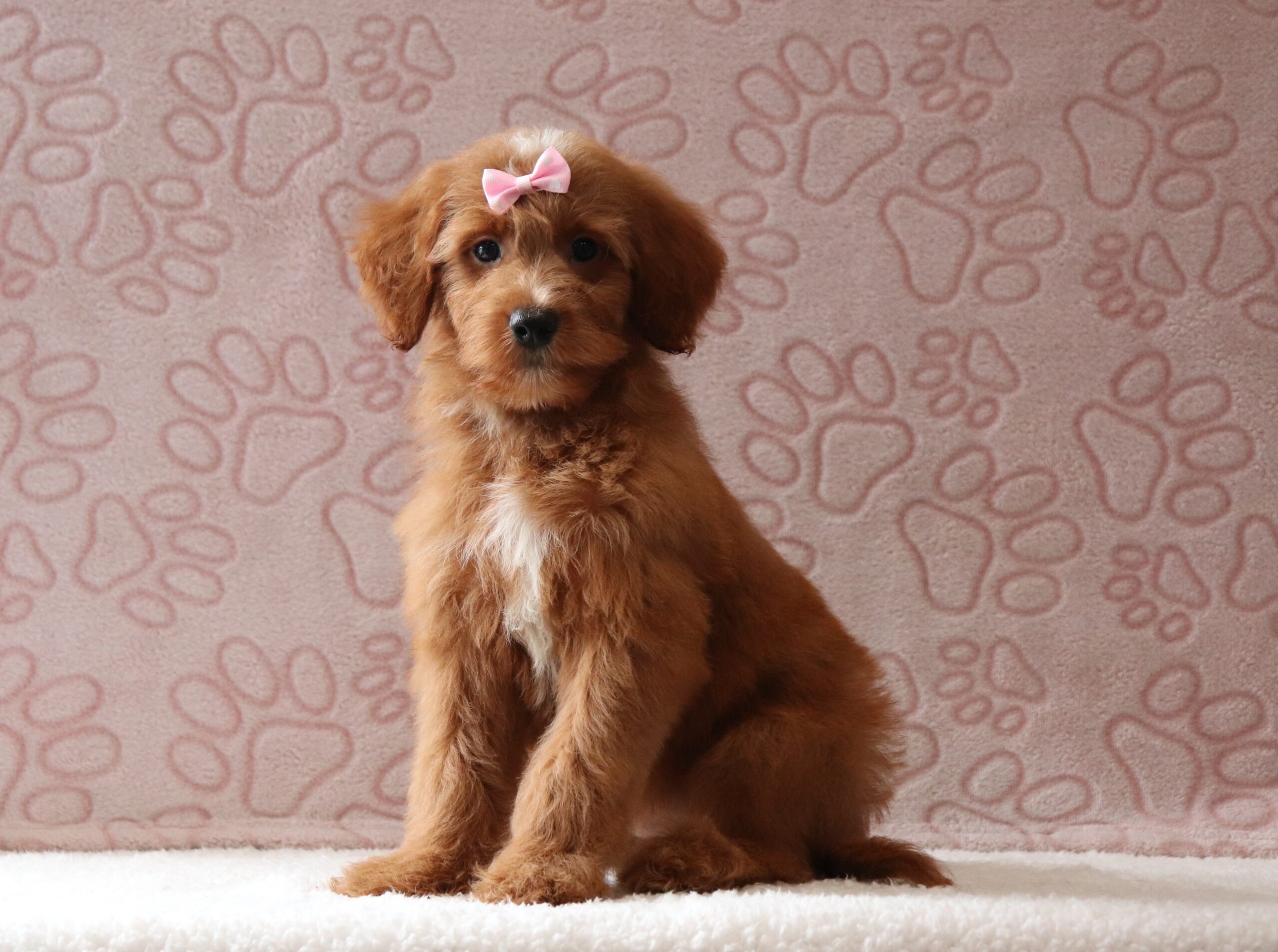 Rena-4096aaa-puppy-mini-goldendoodle-Pawsome-Family-Pets