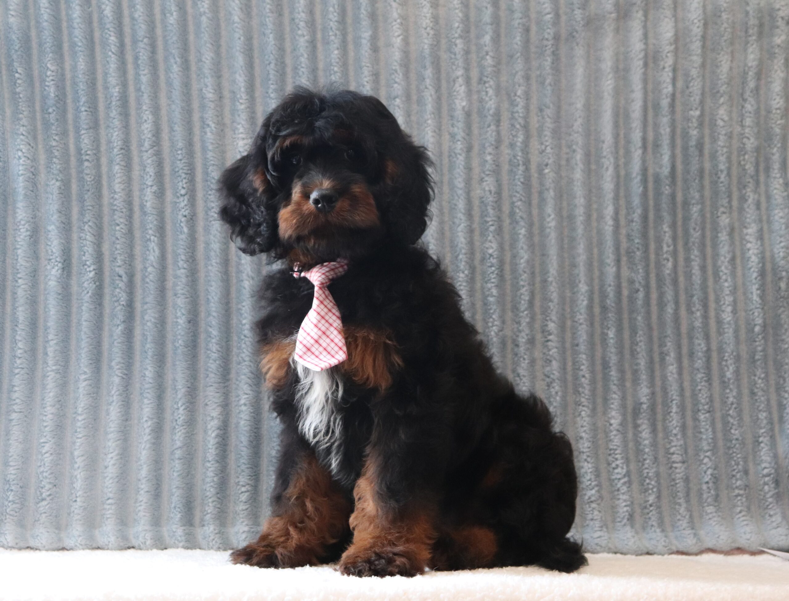Samuel-6263b-puppy-cavapoo-Pawsome-Family-Pets
