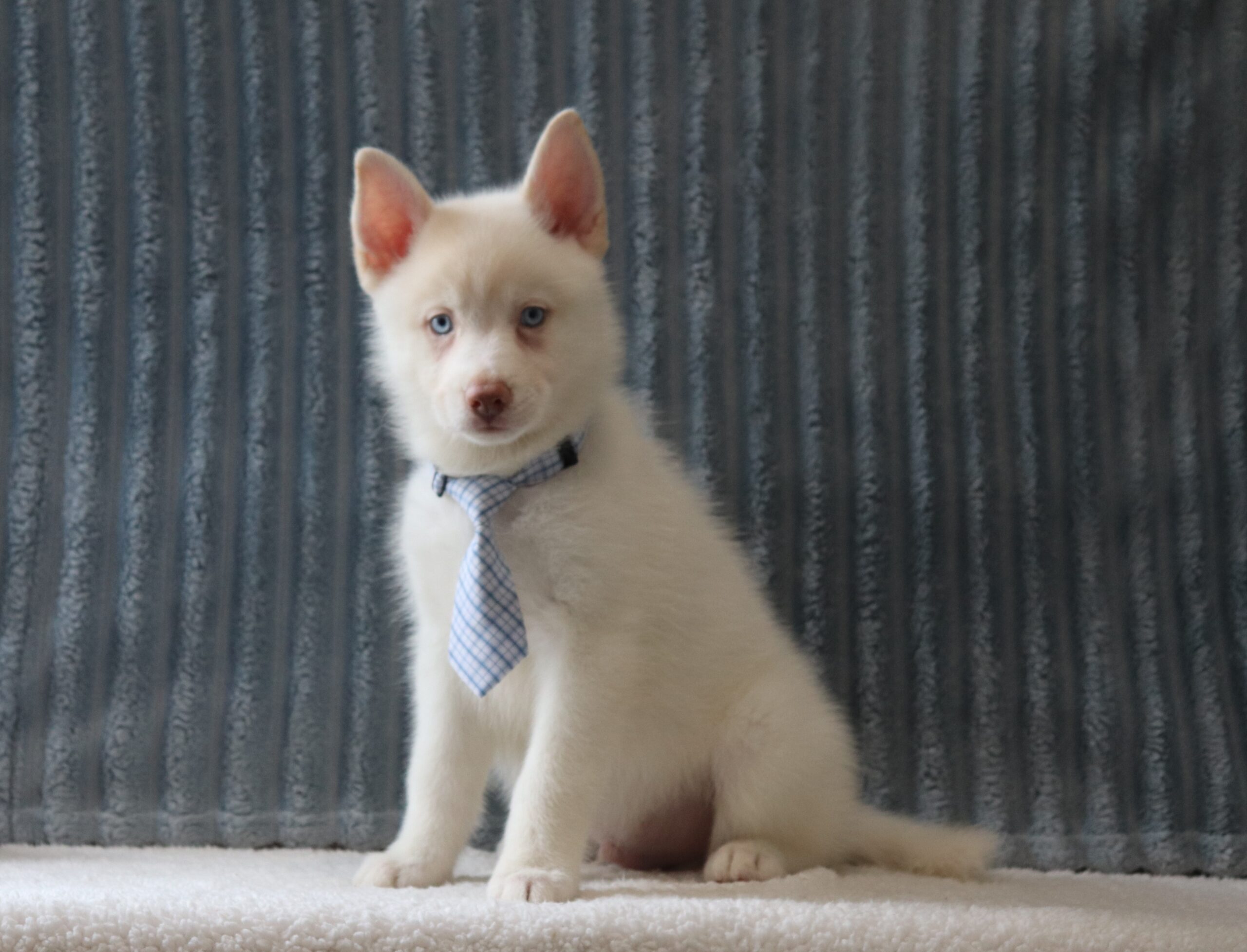 Shane-4132a-puppy-pomsky-Pawsome-Family-Pets