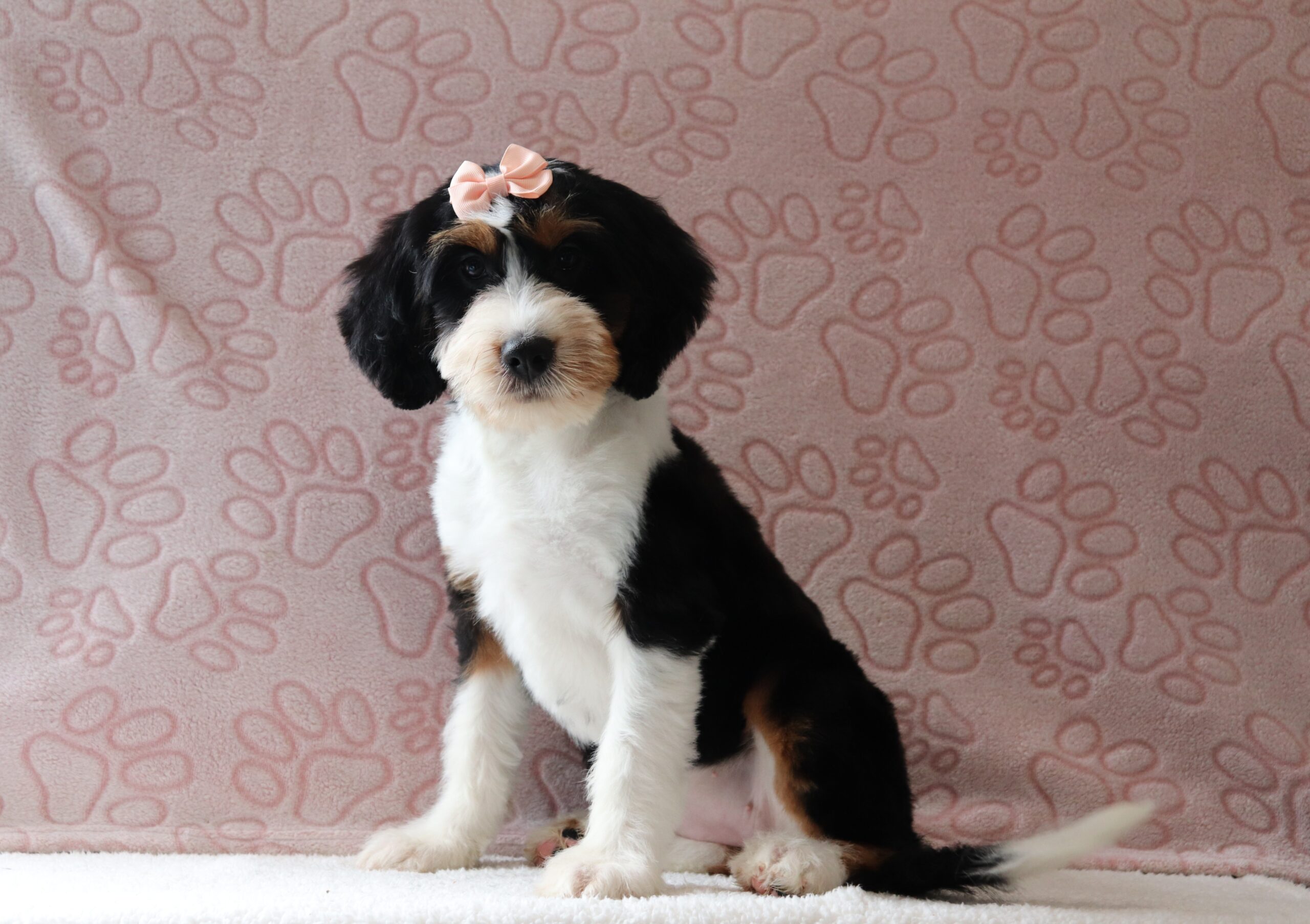 Shirley 4036a puppy mini bernedoodle Pawsome Family Pets
