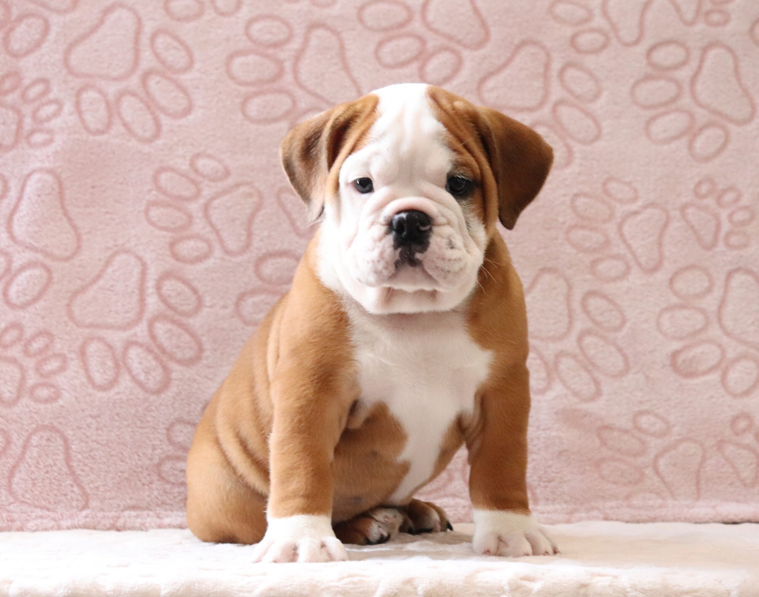 Snuffie-8560aaa-puppy-english-bulldog-Pawsome-Family-Pets