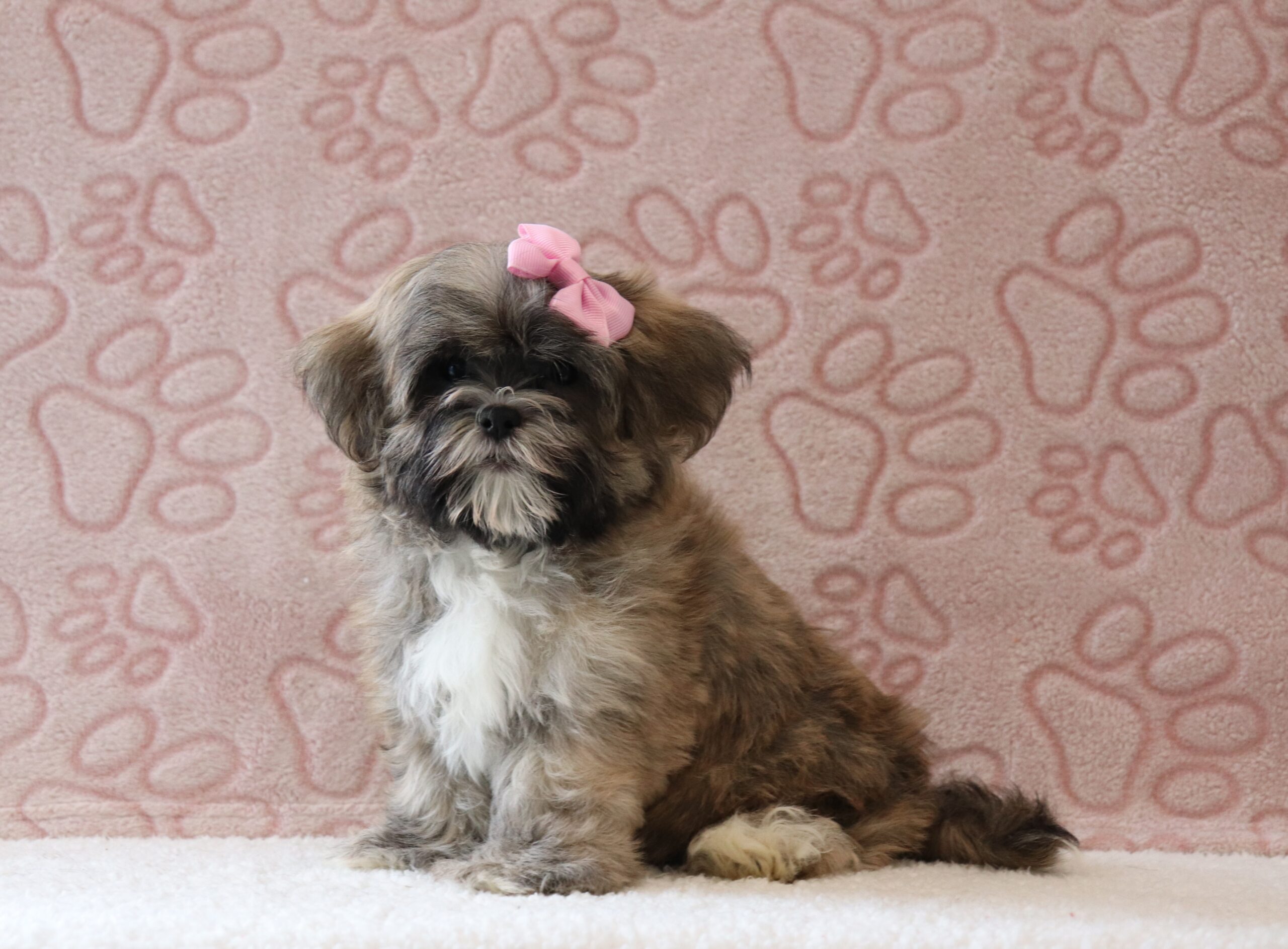 Sophia-0548a-puppy-teddy-bear-Pawsome-Family-Pets-