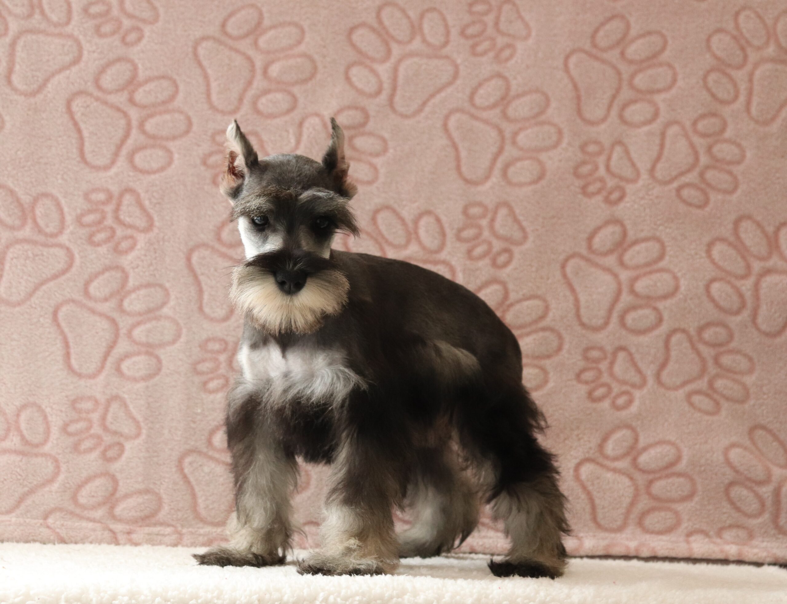 Tulip-8724a-puppy-mini-schnauzer-Pawsome-Family-Pets