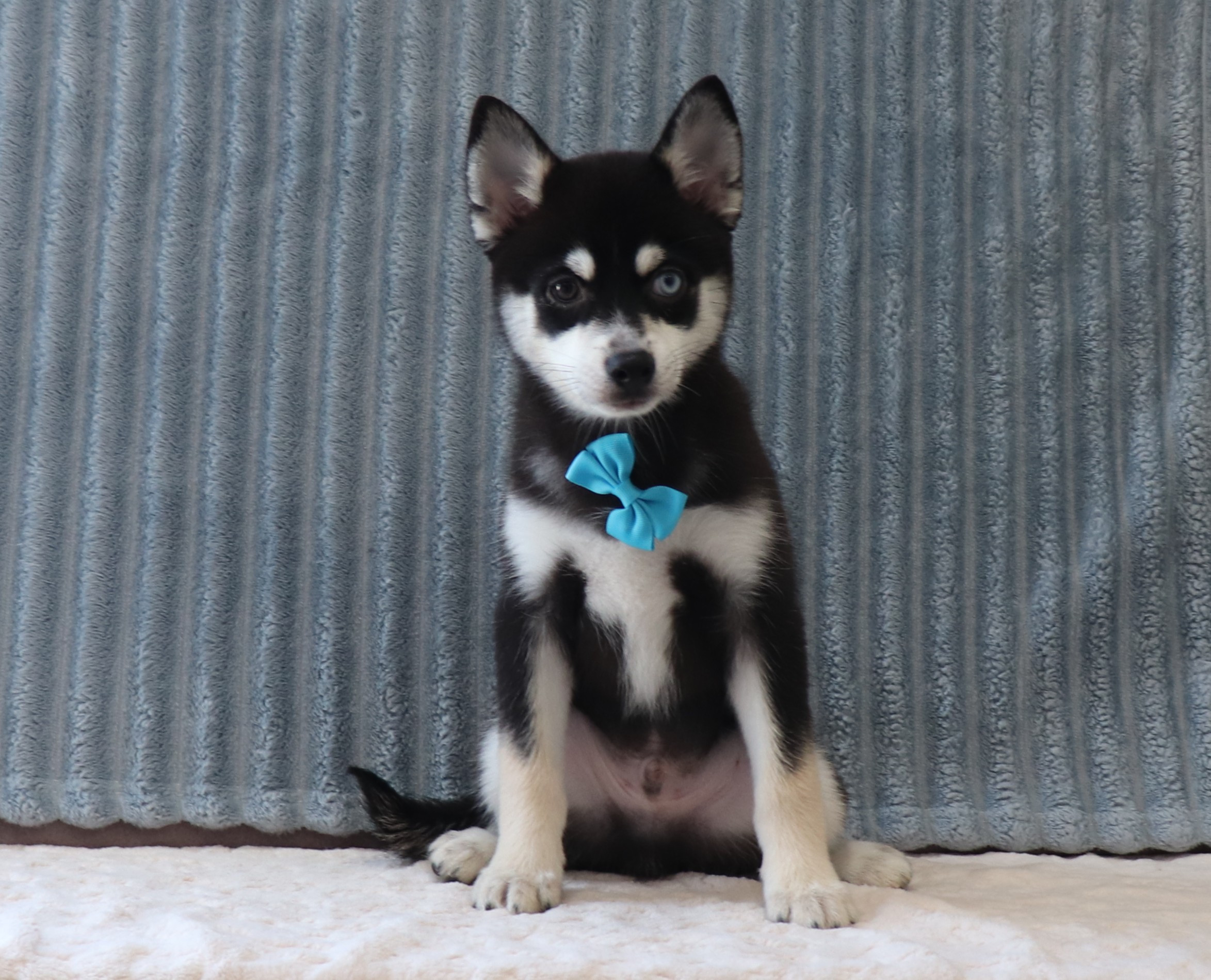 Zachariah-4001aaa-puppy-pomky-Pawome-Family-Pets