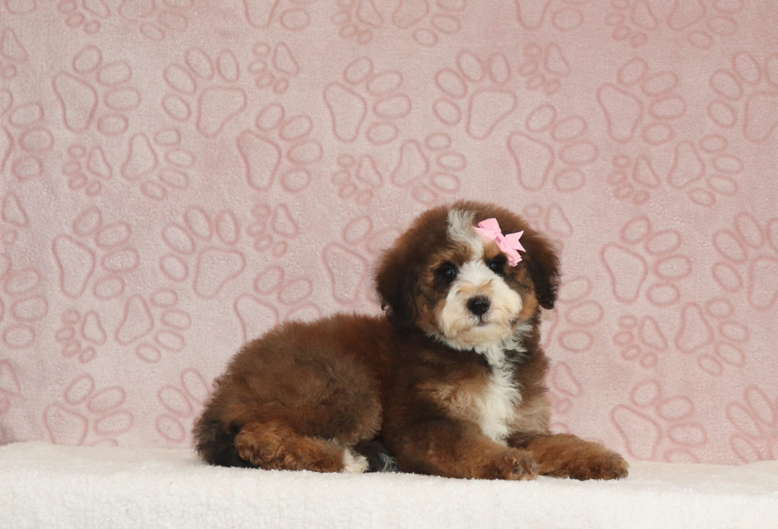 Angie-4279aaa-puppy-mini-bernedoodle-Pawsome-Family-Pets-