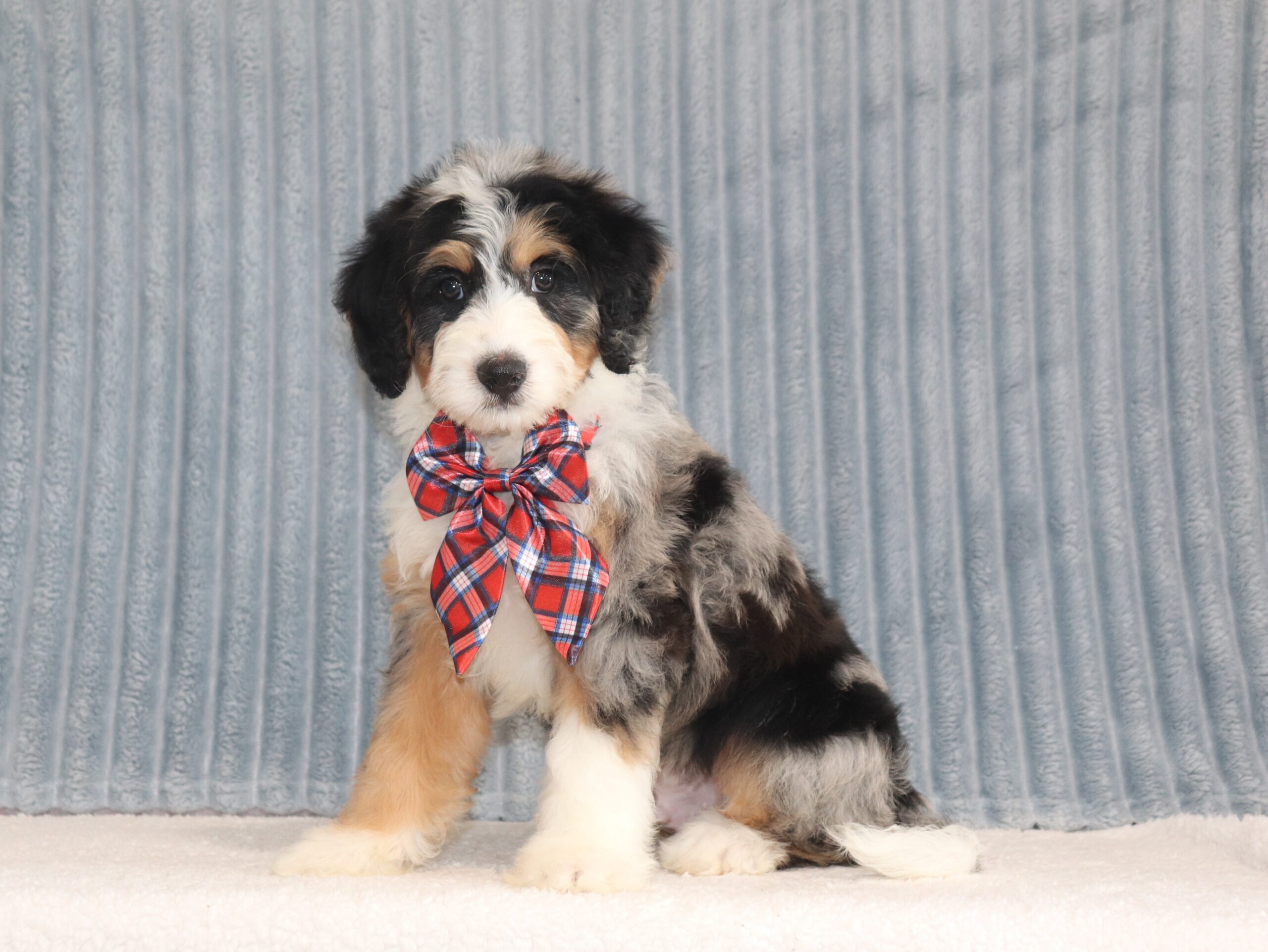 Austin-4255a-puppy-mini-bernedoodle-Pawsome-Family-Pets-