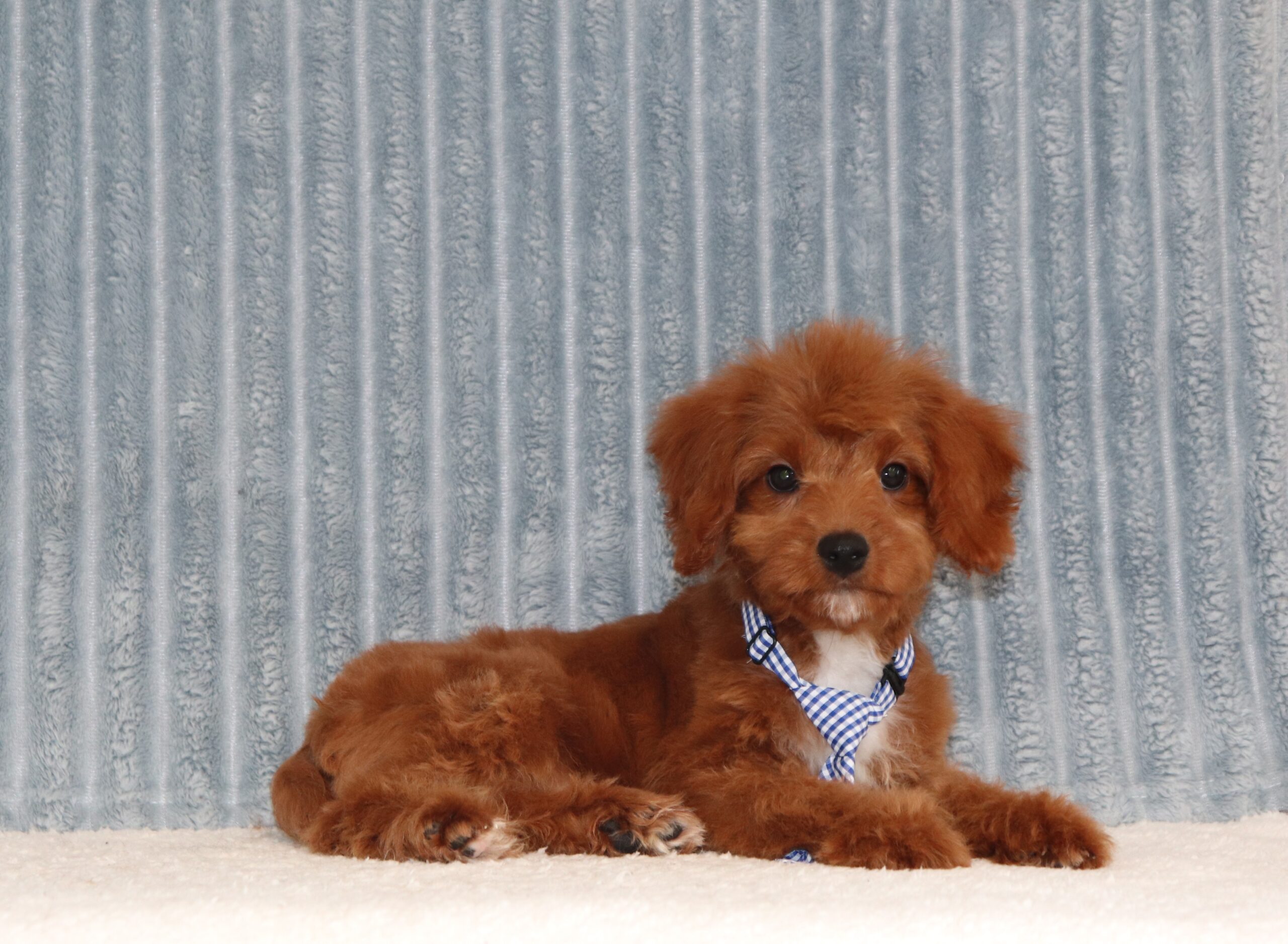 Sonny-7838a-puppy-cavapoo-Pawsome-Family-Pets