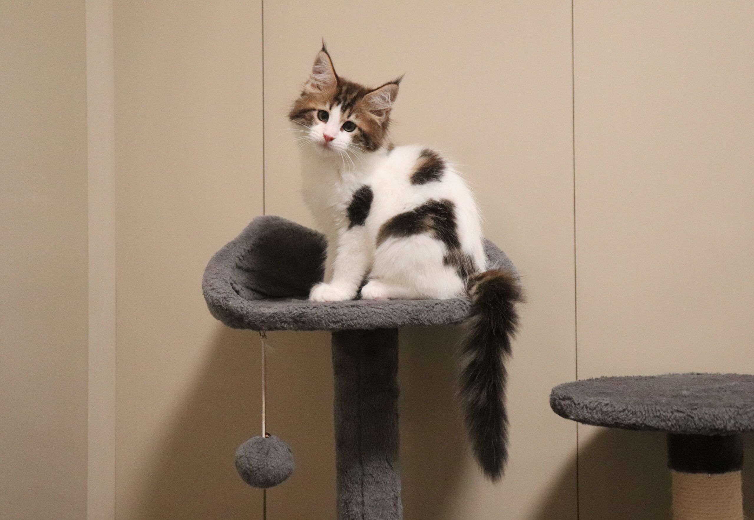 Willow-kitten-main-coon-aa-Pawsome-Family-Pets